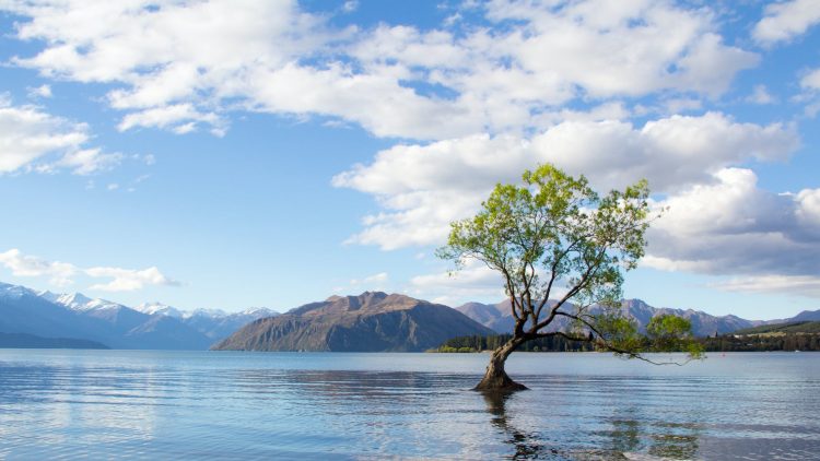 photo of tree on lake